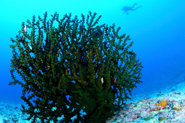 Un monde merveilleux sous-marin dans les eaux des îles Xisha en mer de Chine méridionale