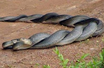 L'accouplement de serpents en images