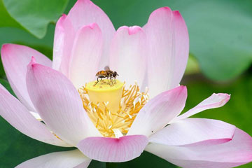 Des lotus s'épanouissent à Suzhou