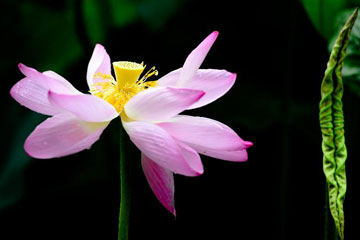 Des lotus s'épanouissent à Jinan