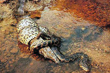 Un anaconda attaque un crocodile
