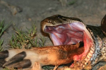 Cruel ! Un boa avale un antelope