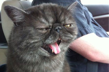 Photos d'animaux super mignons