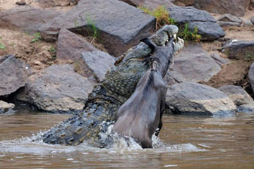 Cruel ! Un crocodile tue un gnous