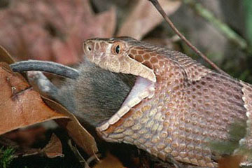 PHOTOS - les serpents les plus dangereux