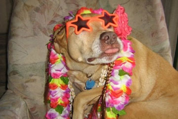 Photos d'adorables chiens qui nous font rire