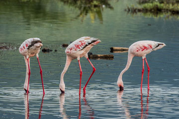 EN IMAGES: Des flamants au lac Bogoria au Kenya