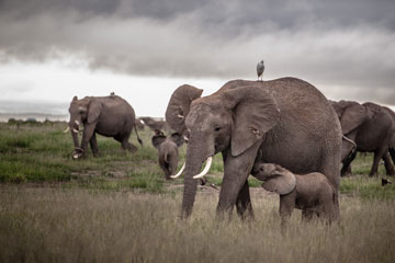 Journée mondiale de l'éléphant: prenons soin des éléphants!