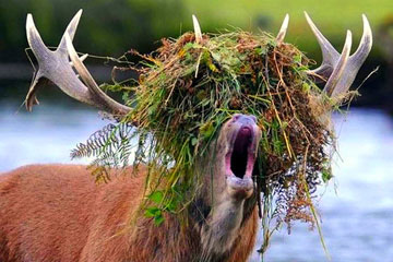 Photos hilarantes des animaux