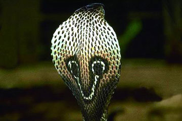 Photos: les serpents toxiques les plus dangereux