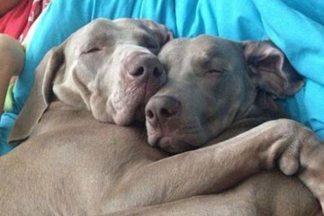 Ils sont tellement mignons!
