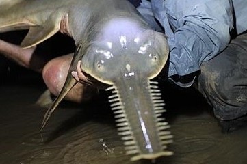 Horribles monstres dans les rivières