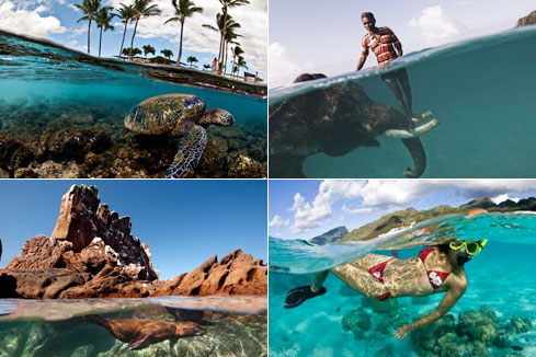 Photos - un monde merveilleux sous-marin