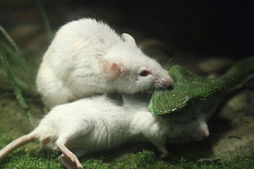 Une souris blanche défie un serpent pour sauver son copain