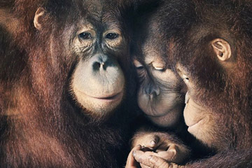 More than Human : les expressions du visage chez les animaux
