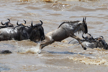 EN IMAGES: grande migration des animaux dans le Parc national du Serengeti