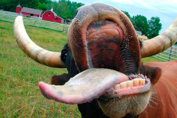 Moments hilarants des animaux
