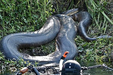 Des pythons géants à travers le monde