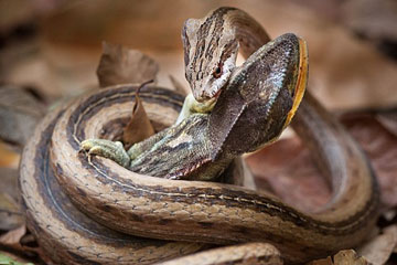 Cruel ! Un serpent avale un caméléon