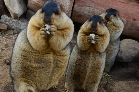 Trop mignon! Des Marmottes qui s'entendent très bien avec les bergers!