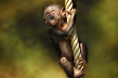 Des moments super mignons des animaux