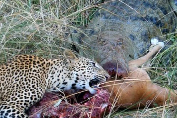 Un léopard partage le repas d'un crocodile