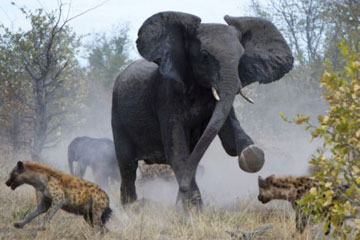 Photos: des combats dans le monde des animaux