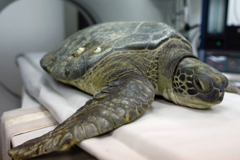 Les animaux malades qui reçoivent un traitement médical