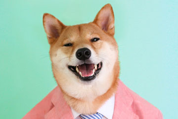 Photos - Bodhi, le Chien Mannequin