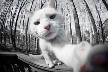 Des chats qui se prennent en photo