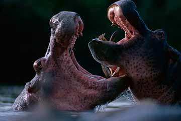 Animaux : des moments merveilleux capturés