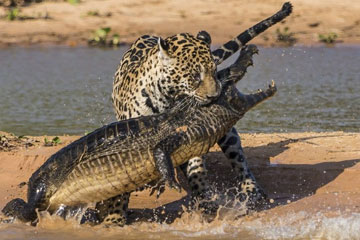 Un jaguar attaque un crocodile