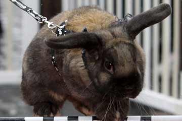 Photos - course des animaux !