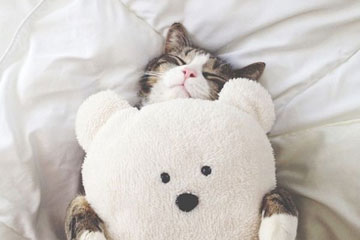 Moments tendres: d'adorables animaux