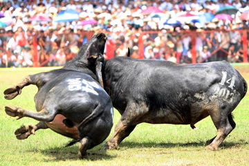 Photos: Fête de combats de buffles au Vietnam