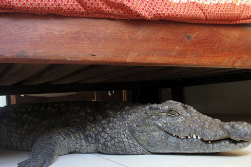 Photos : il se réveille avec un crocodile de 8 pieds sous son lit!