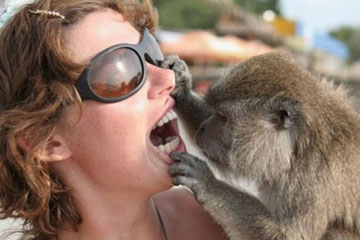 Des attaques d'animaux contre l'Homme