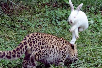 Un lapin se bat contre des tigres