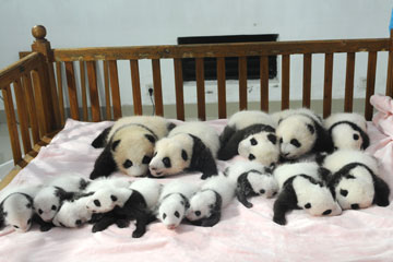 14 bébés pandas géants font leurs débuts au public