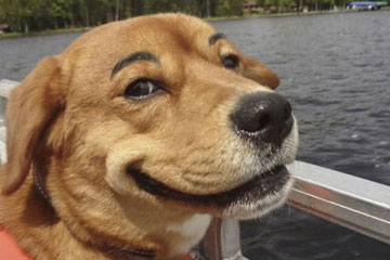 Si les chiens ont les sourcils