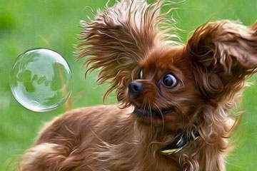 Photos hilarantes des chiens