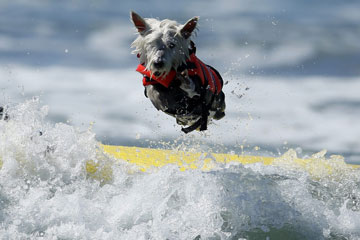 Photos: Des chiens surfeurs en Californie