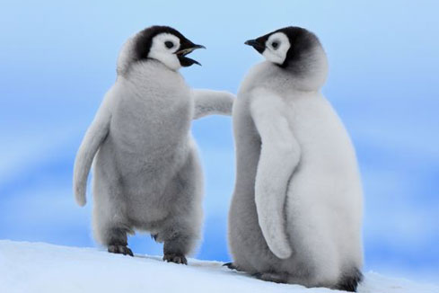 Petits pingouins - tellement mignon!