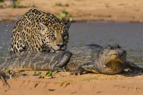Un crocodile attaqué par un léopard