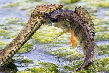 Un serpent s'attaque à un poisson