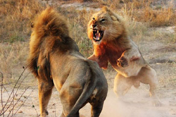 Combats violents dans le monde des animaux