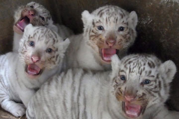 Photos d'adorables bébés animaux