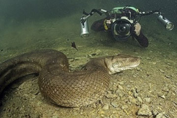 Des pythons étonnants à travers le monde