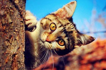 EN IMAGES: d'adorables chats