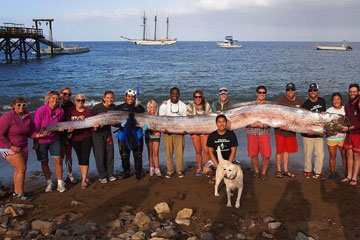Un poisson-ruban de 5,5 mètres retrouvé aux Etats-Unis